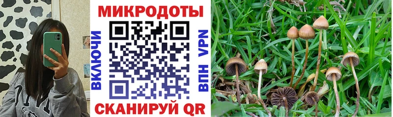 цена   Пятигорск  Галлюциногенные грибы Psilocybine cubensis 